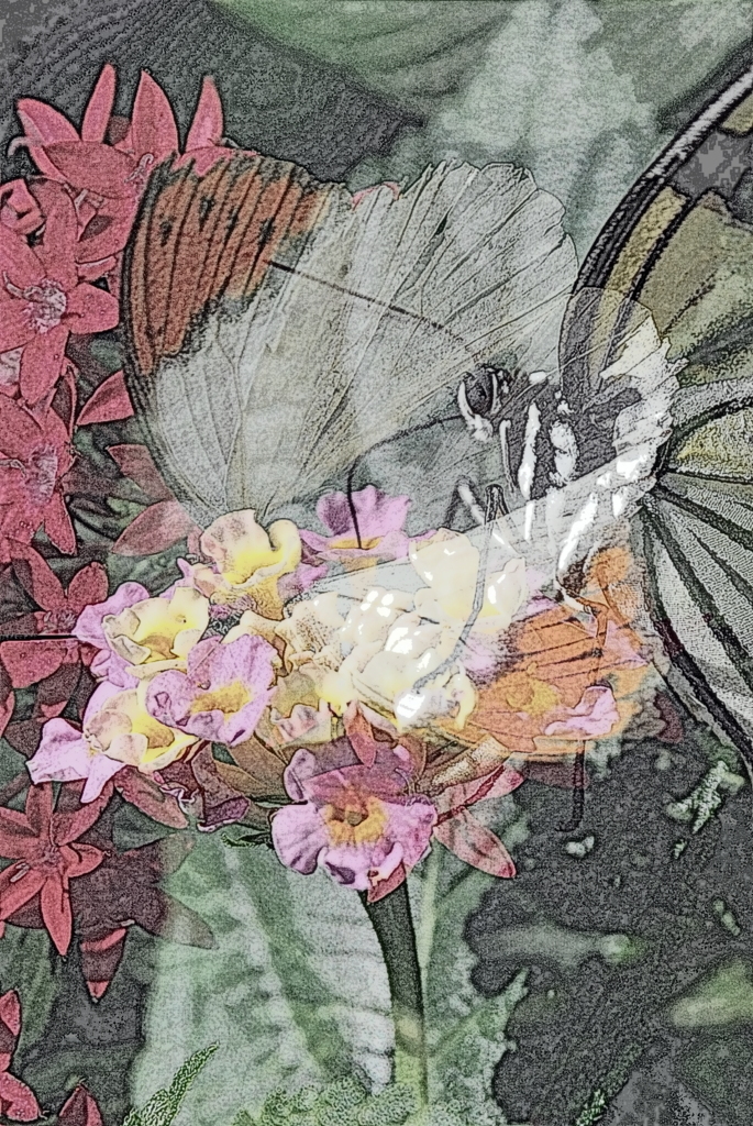 蝶幻夢