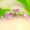 出番の花