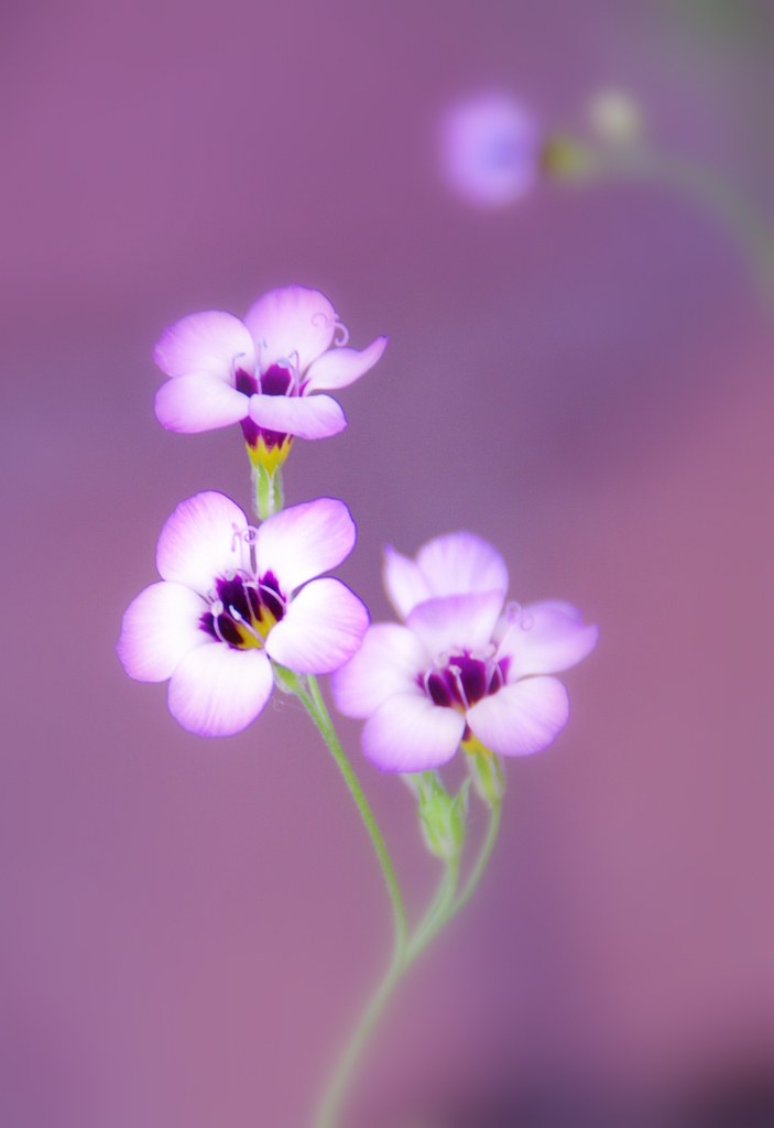 はやくこい花の咲く季節