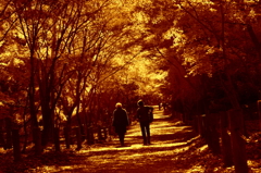 秋日こぼれる小道