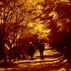 秋日こぼれる小道