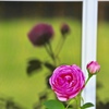 薔薇I