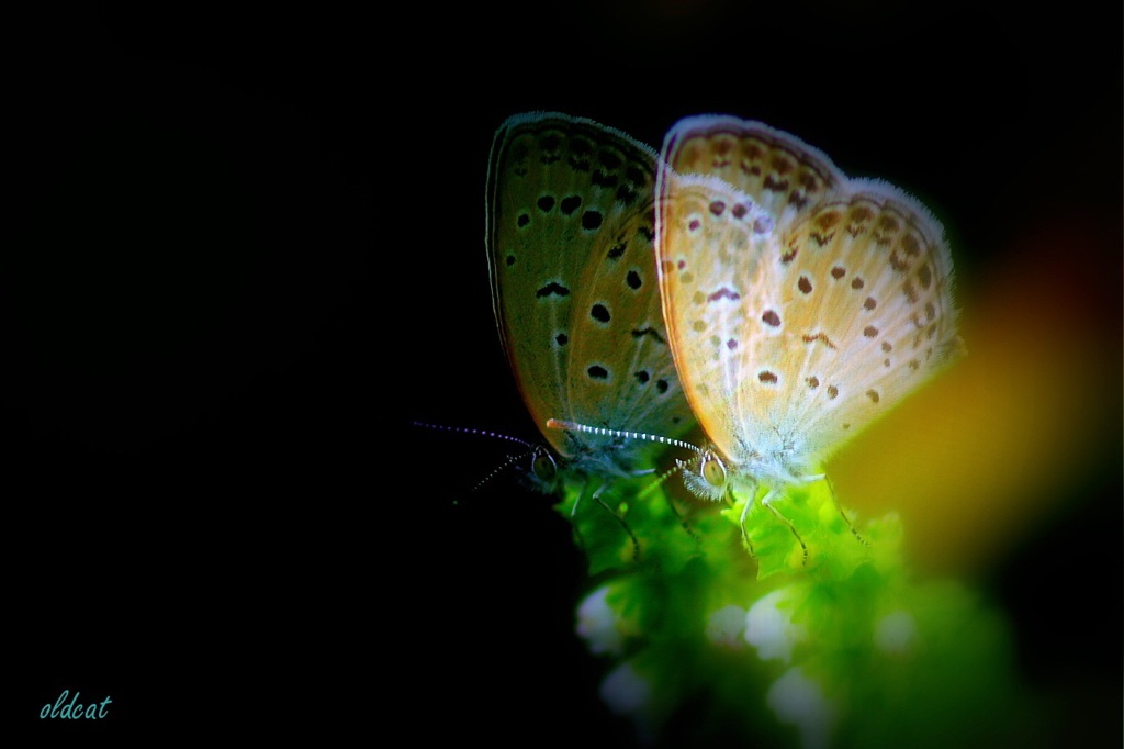 Double butterflies 1