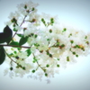 Crape myrtle 百日紅２