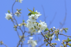 2016桜花-1