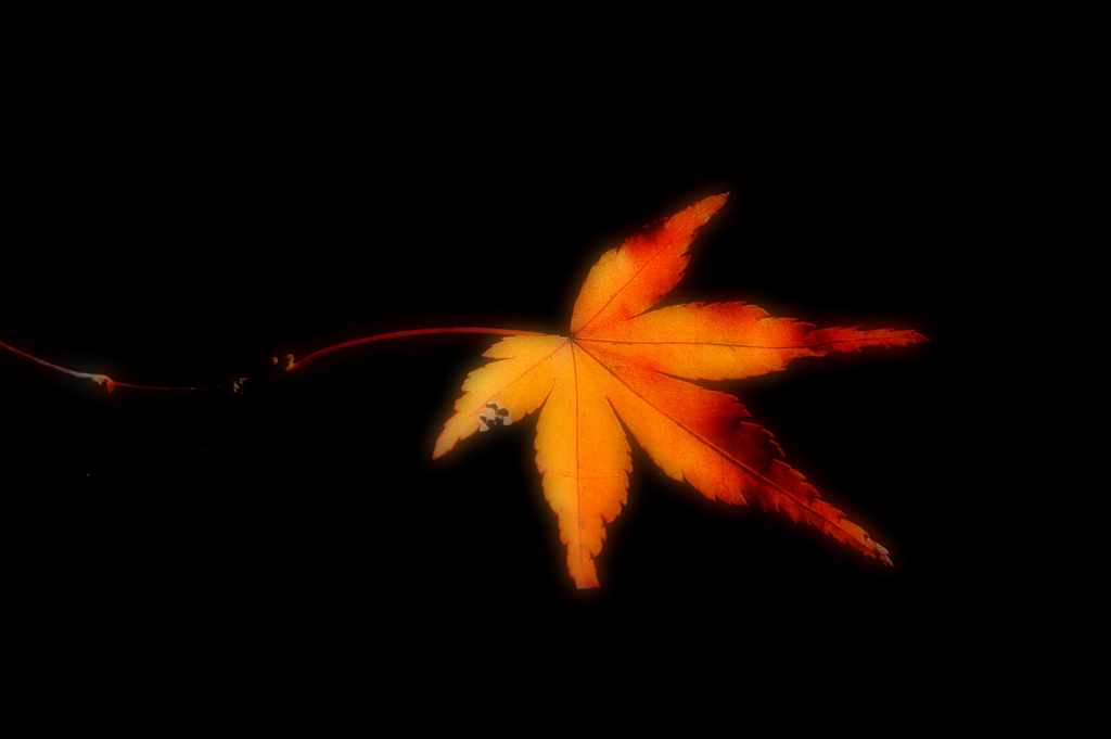 終の秋２