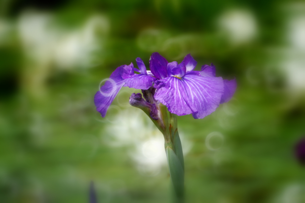 花風鈴