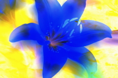 Blue lily