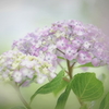 紫陽花２
