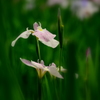 花菖蒲３