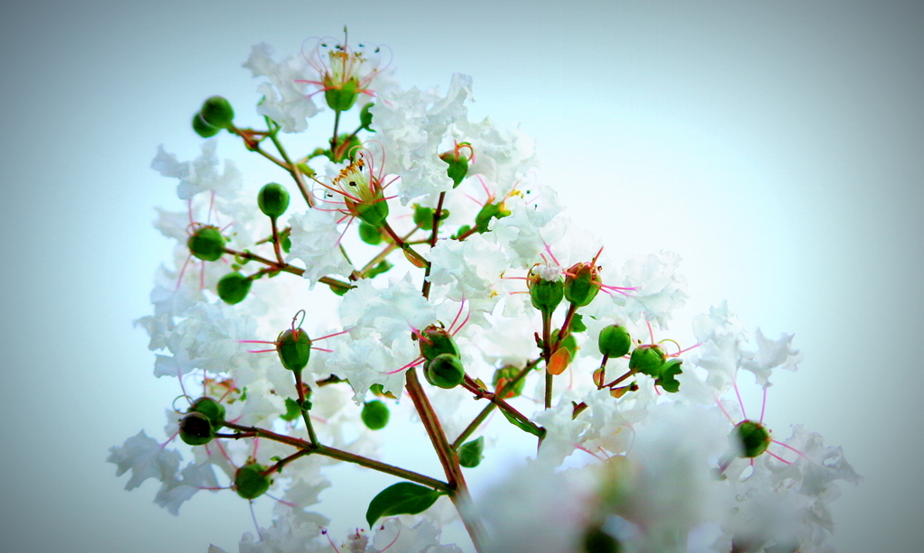 Crape myrtle 百日紅１