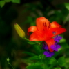 華やかに４