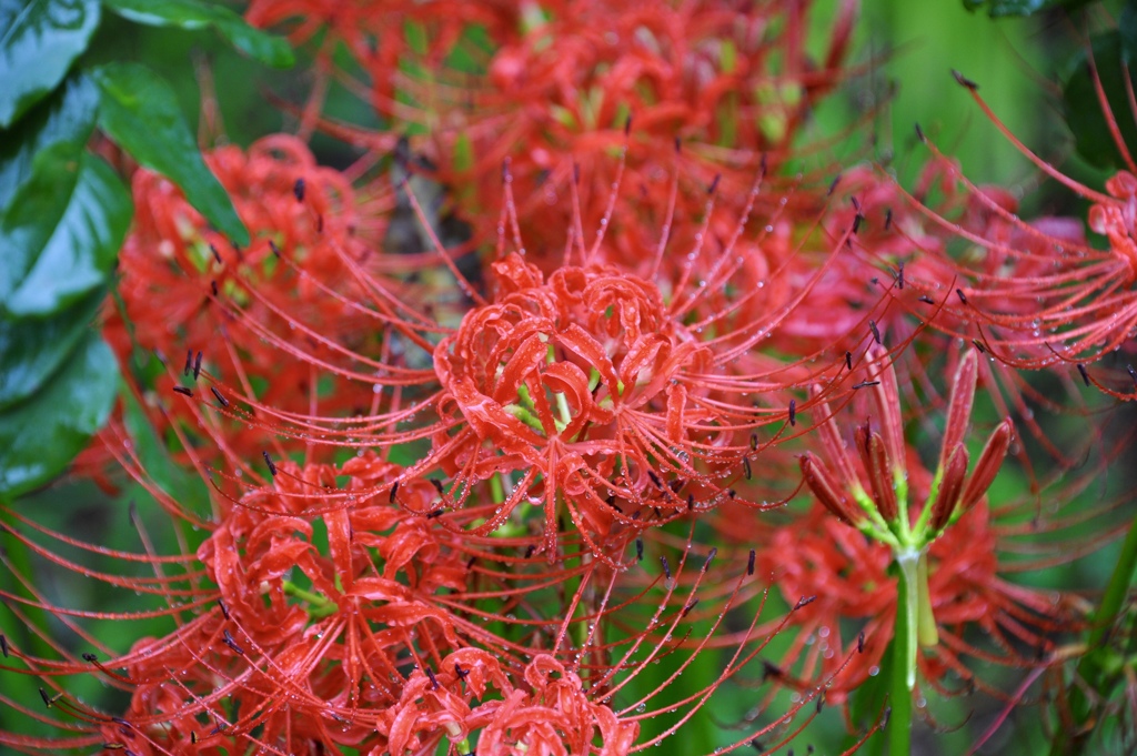 紅く咲くのが華６