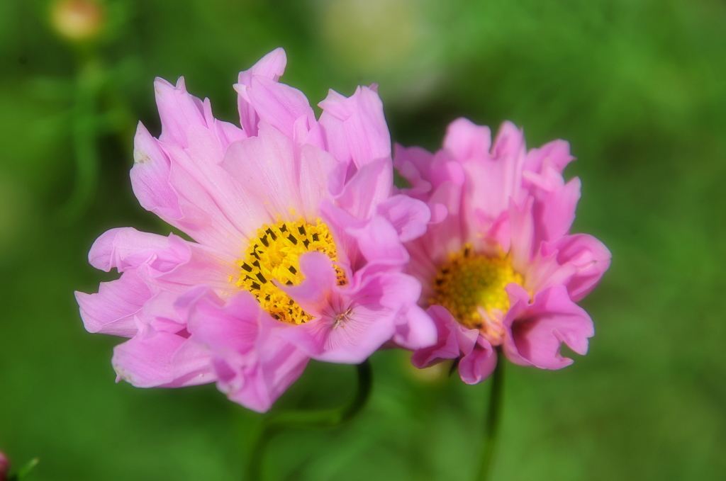 風になびく重弁の秋桜