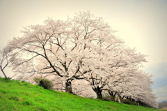 花曇りの河川敷に続く桜並木