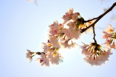 今年の桜花５