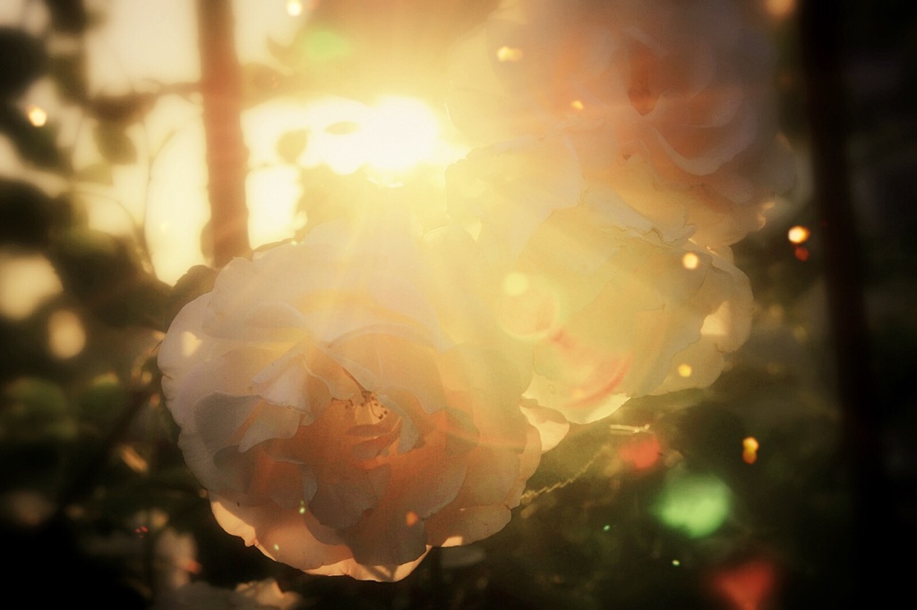夕日に白い薔薇