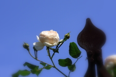 白薔薇とカゲロウ