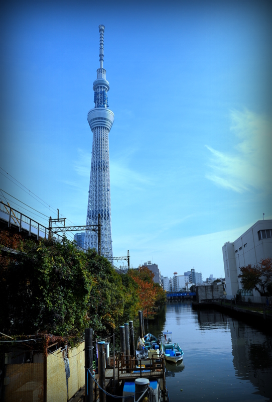 空樹