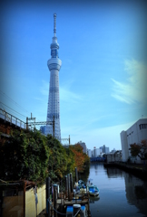 空樹