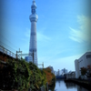 空樹