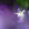 花霧２