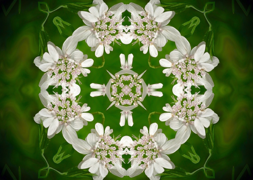 花の紋章2