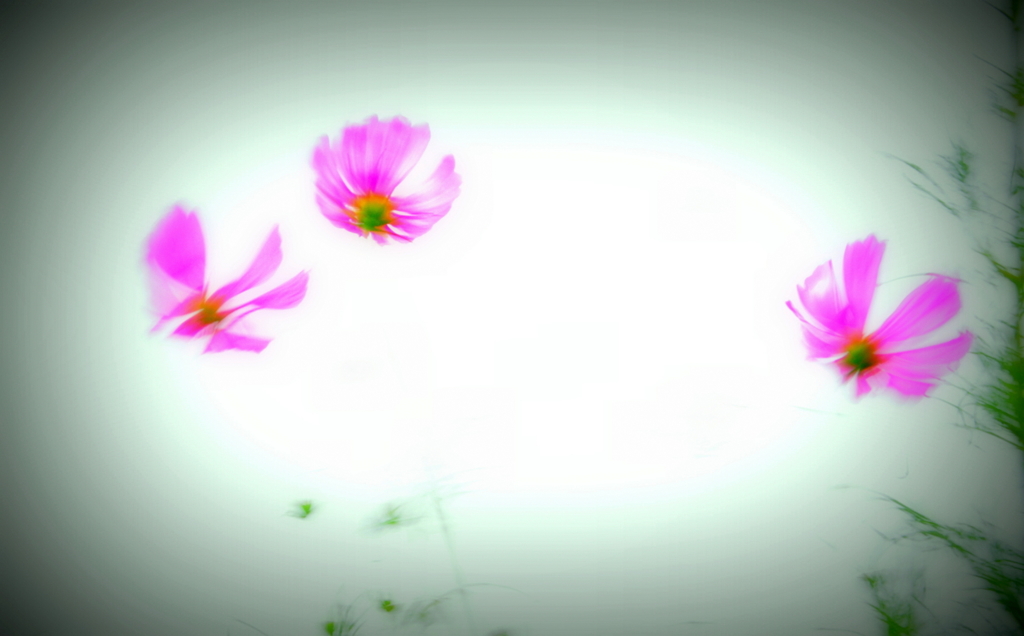 飛燕！秋桜