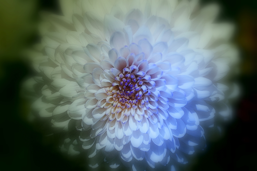 White chrysanthemum