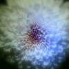 White chrysanthemum