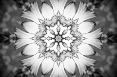 Flower of Medal１