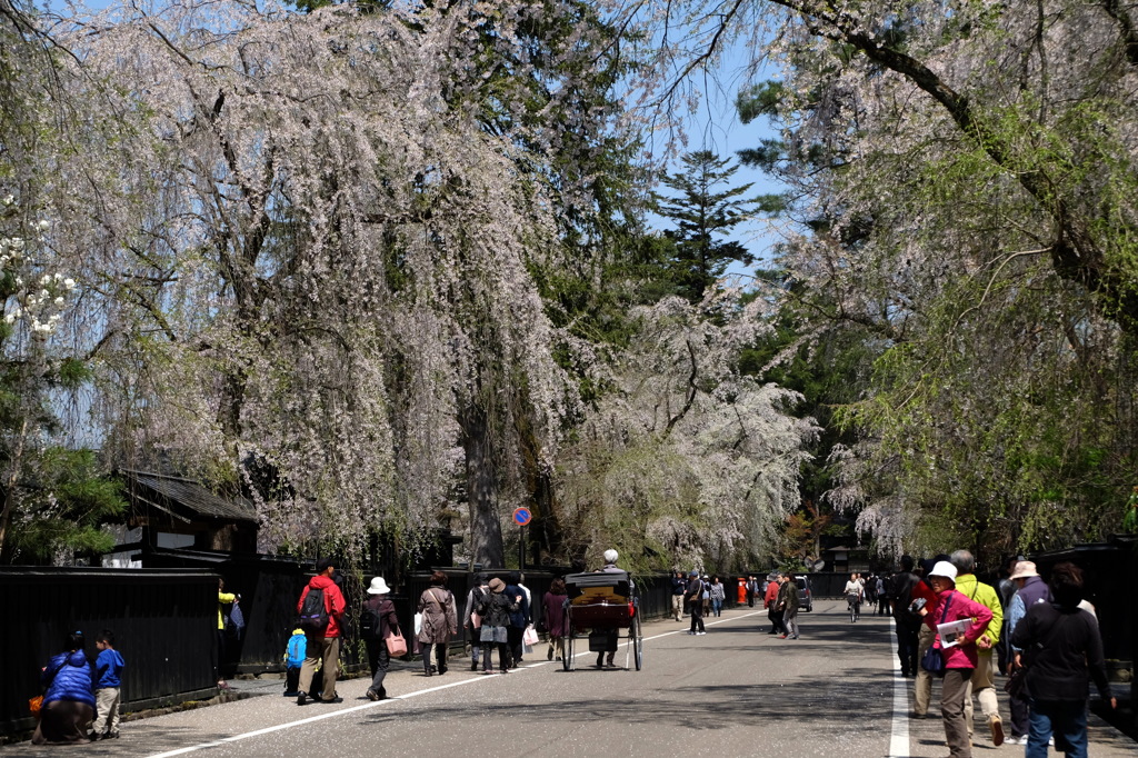 角館武家屋敷枝垂桜