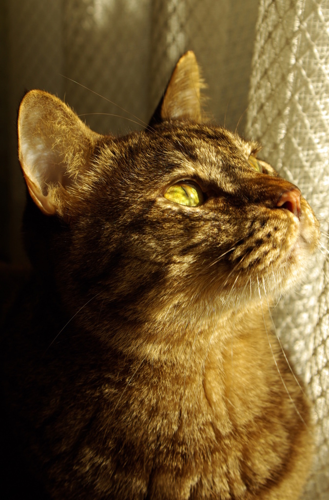 Beloved cat of my home