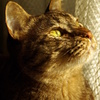 Beloved cat of my home