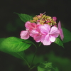 花冠