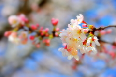 今年の桜花４