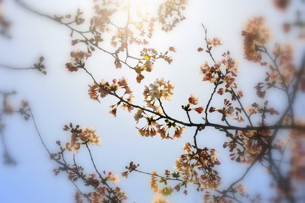 今年の桜花３