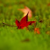 緑に横たわる・・