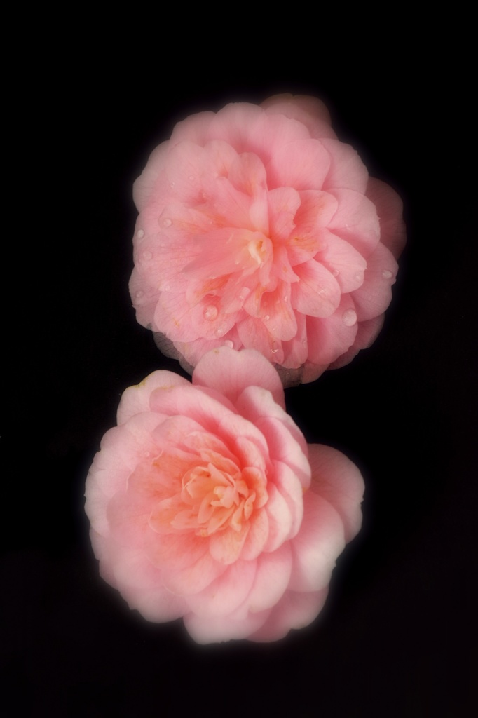 二輪の花