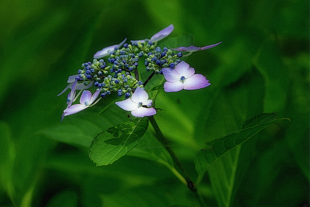 紫陽花１