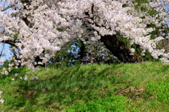 爛漫の桜の下二人道