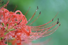 紅く咲くのが華５