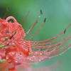 紅く咲くのが華５