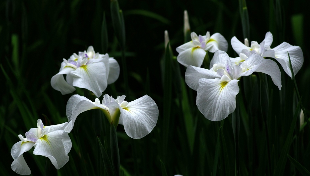 花菖蒲6