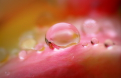 Rose pearl