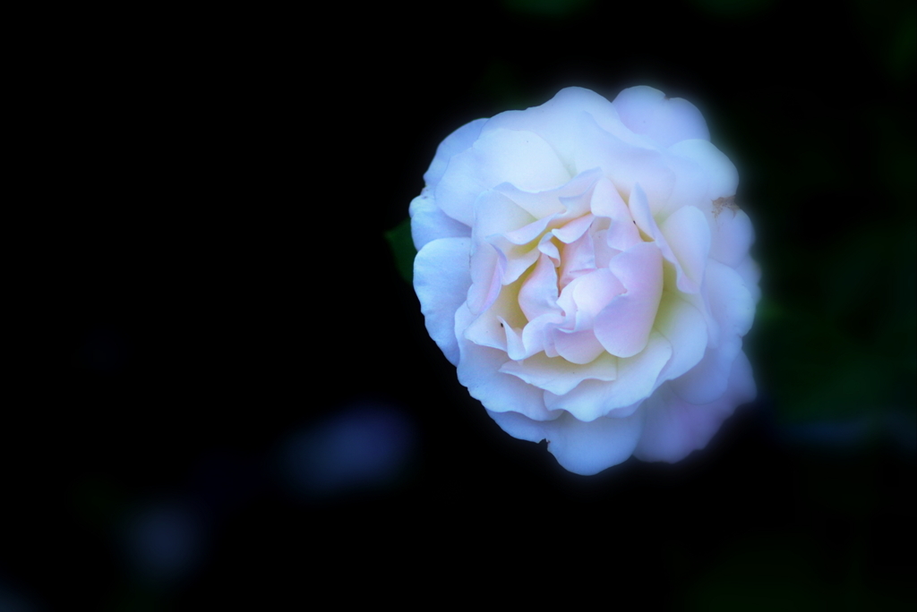 Pure white１
