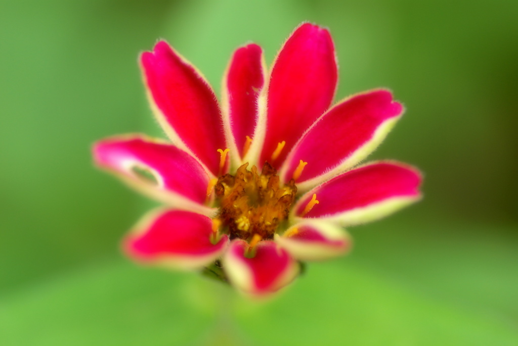 Float flower