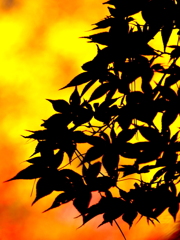影紅葉１