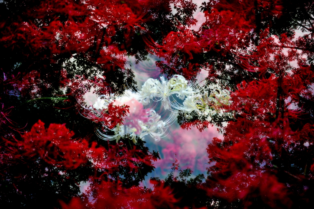 情熱幻想曲