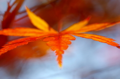 Autumn leaves